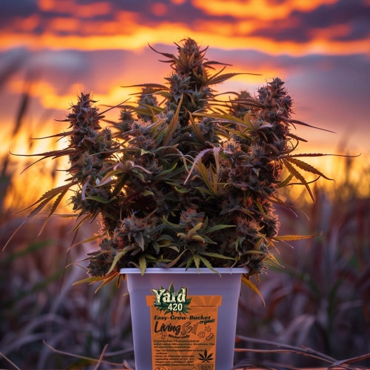 Grow Bucket Living Soil organic